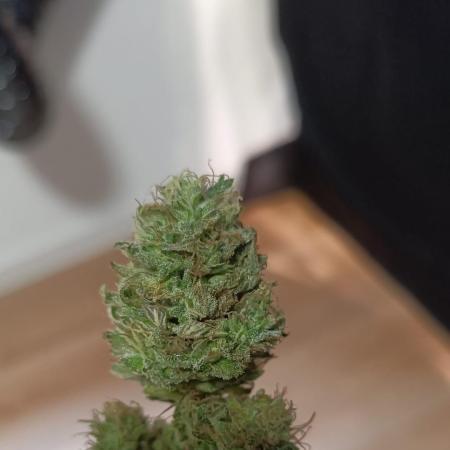 Apricot Oreoz Outdoor
