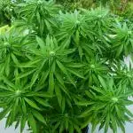 Apricot Oreoz Outdoor