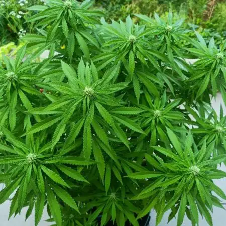 Apricot Oreoz Outdoor