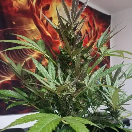 Rucu Cucu OG Auto