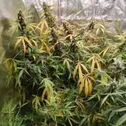 Kush Auto DWC Indoor