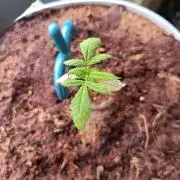 Bubblegum Auto Outdoor