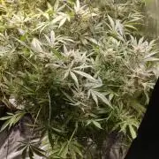 Apple Fritter Auto DWC Indoor