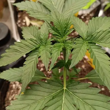 Double XL Forbidden Runtz Auto