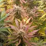 Skywalker Haze Auto