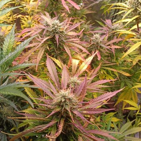 Skywalker Haze Auto