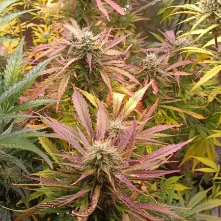 Skywalker Haze Auto