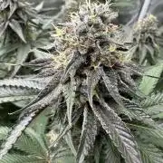 Square 1/ Robinhood Grow