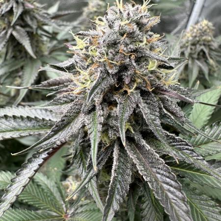 Square 1/ Robinhood Grow