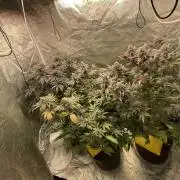 Square 1/ Robinhood Grow