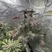 Winter Grow
