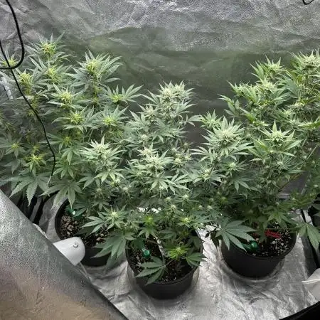 Square 1/ Robinhood Grow
