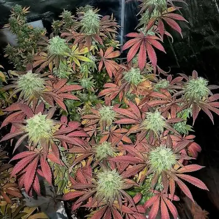 Cherry mac