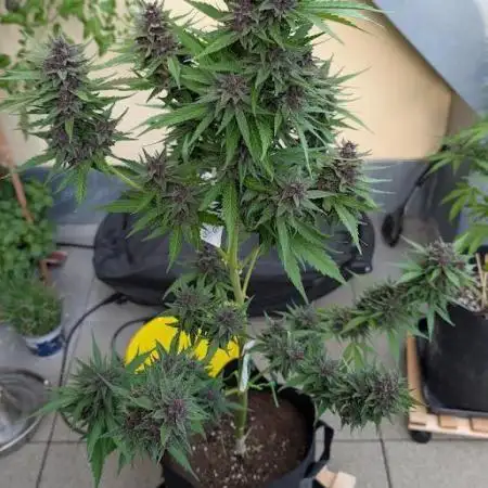 FastBuds Banana Purple Punch Auto
