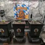 First Mineral Grow