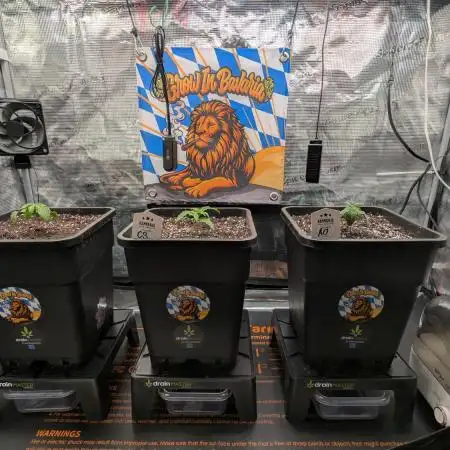 First Mineral Grow