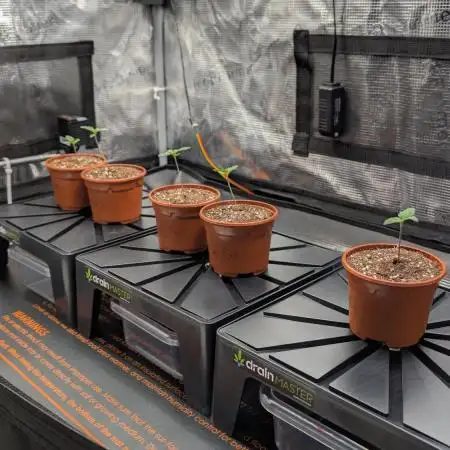 First Mineral Grow