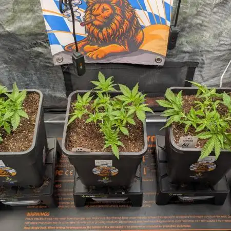 First Mineral Grow