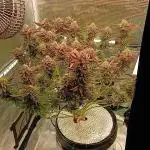 #10. Gorilla Runtz Seedsman