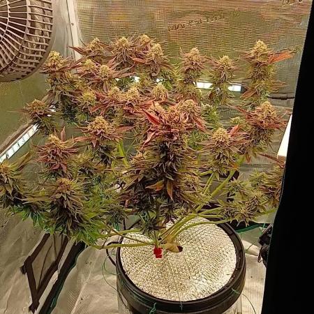 #10. Gorilla Runtz Seedsman