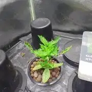 Garlic Mint Sherbert