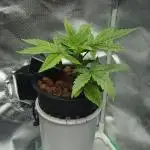 #10. Gorilla Runtz Seedsman