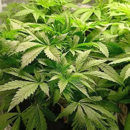 Pineapple 🍍 Express F1 Floraflex DWC