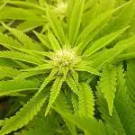 #10. Gorilla Runtz Seedsman