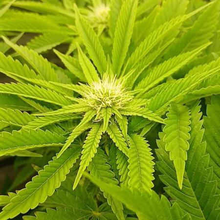 #10. Gorilla Runtz Seedsman