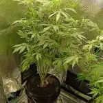 Frostbanger Fast Buds