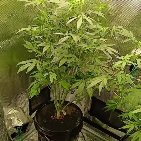 Frostbanger Fast Buds