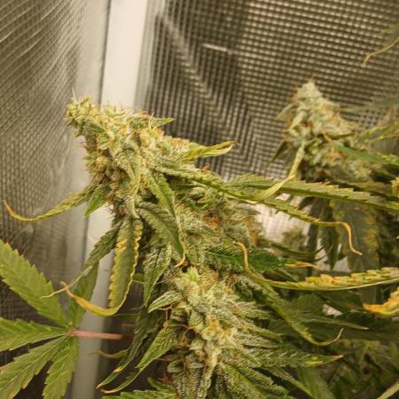 #9. Titan F1 RQS