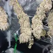 #10. Gorilla Runtz Seedsman