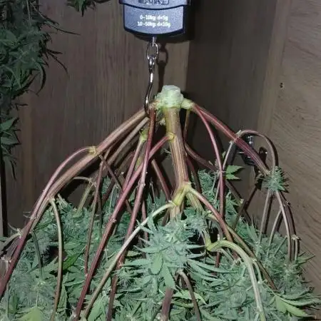 Purple Haze Ztrawberriez Fast Buds