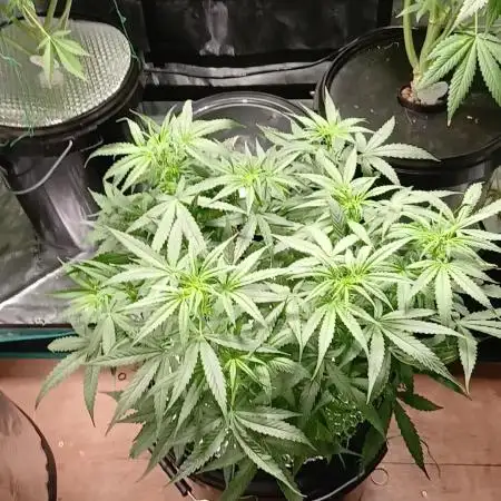 Titan F1 RQS