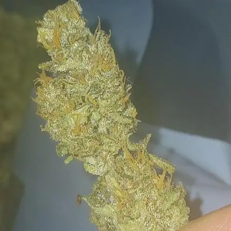 #8. Apple Strudel  Fast Buds