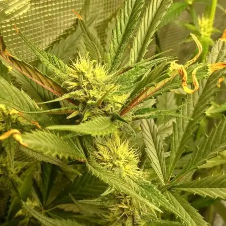 Guava Auto Fast Buds