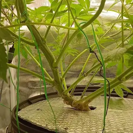 #10. Gorilla Runtz Seedsman
