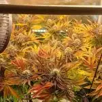 #10. Gorilla Runtz Seedsman