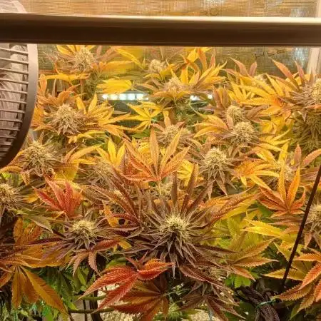 #10. Gorilla Runtz Seedsman