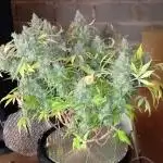 #3. Ztrawberriez & Purple Haze TS600