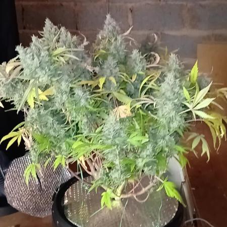 #3. Ztrawberriez & Purple Haze TS600