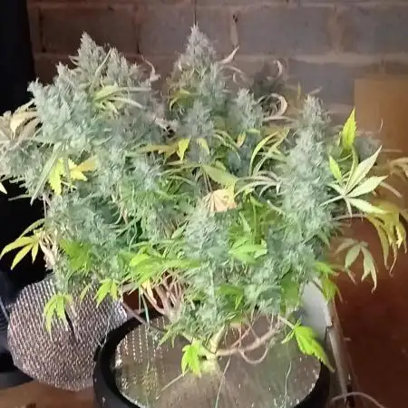 #3. Ztrawberriez & Purple Haze TS600