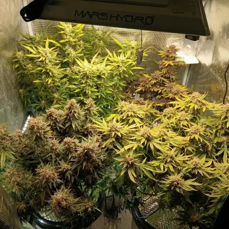 4 Fastbuds in 2.7x2.7