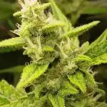 Apple Strudel  Fast Buds