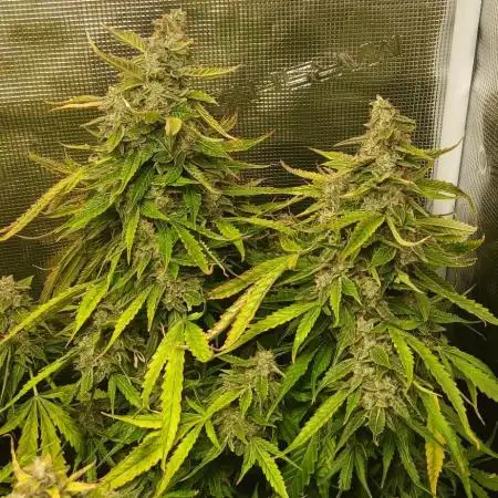 #4. Pineapple 🍍 Express F1 DWC TS1000