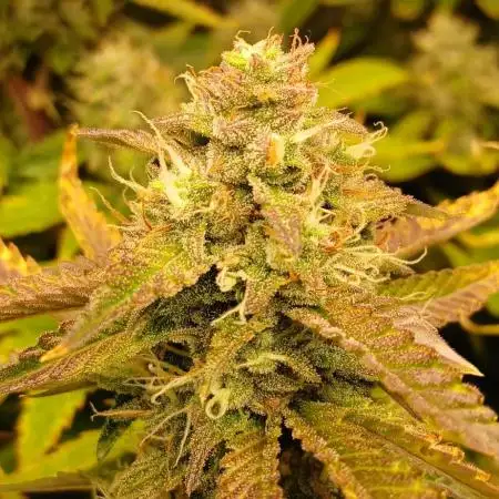 Frostbanger Fast Buds