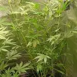 Guava Auto Fast Buds