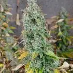#5. Frostbanger Fast Buds