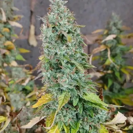 #5. Frostbanger Fast Buds